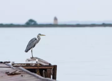 The heron:  Nature Reserve "Isole dello Stagnone" 