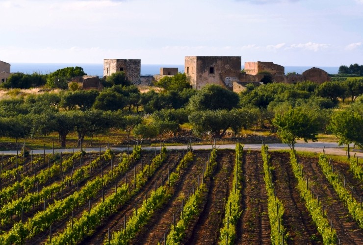 Marsala's wine vineyards