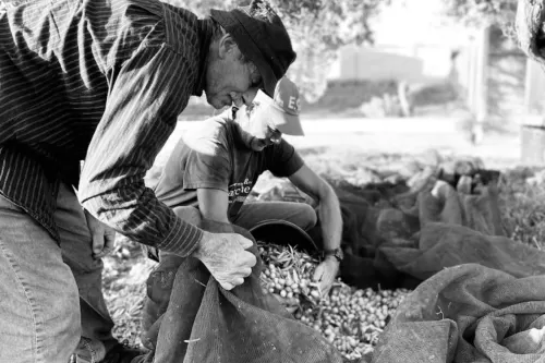 Frantoio donna giacoma - olive harvesting