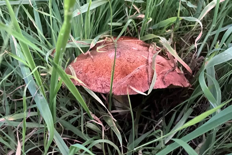 Orto infesta