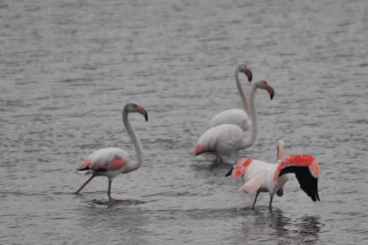 Tour della Laguna dello Stagnone